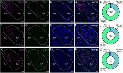 Anatomical and Functional Characterization of Central Amygdala Glucagon-Like Peptide 1 Receptor Expressing Neurons